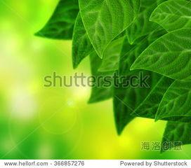 树叶最新爆料视频,独家内幕大公开！